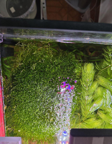 rastlina-riccia-fluitance-big-1