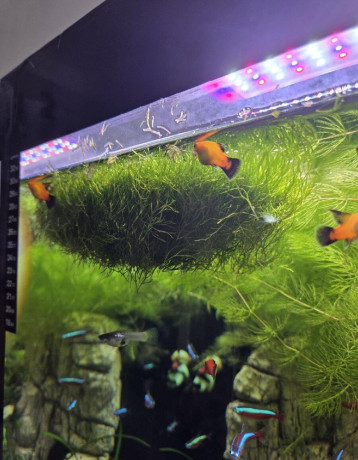rastlina-riccia-fluitance-big-0