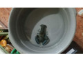 cherax-destructor-rak-small-0