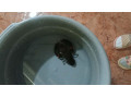 cherax-destructor-rak-small-1