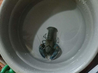 cherax-destructor-rak
