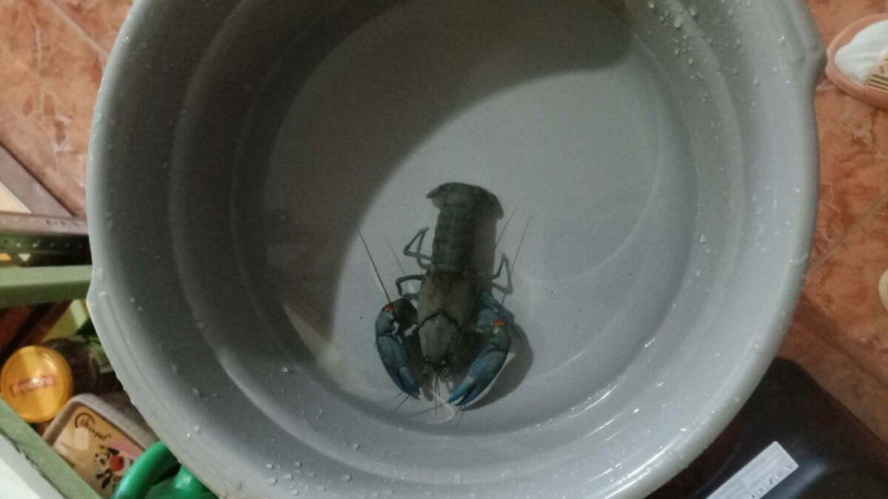 cherax-destructor-rak-big-0