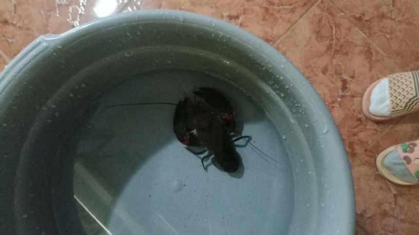 cherax-destructor-rak-big-1