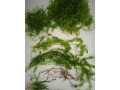 rastliny-do-akvaria-small-1