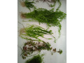 rastliny-do-akvaria-small-2