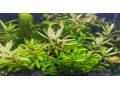 hygrophila-polysperma-10ks-za-3eur-small-1