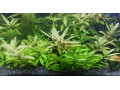 hygrophila-polysperma-10ks-za-3eur-small-0