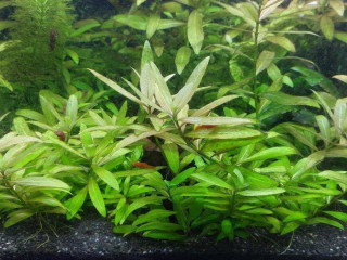 hygrophila-polysperma-10ks-za-3eur