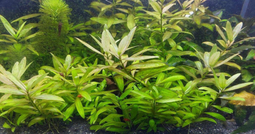 hygrophila-polysperma-10ks-za-3eur-big-1