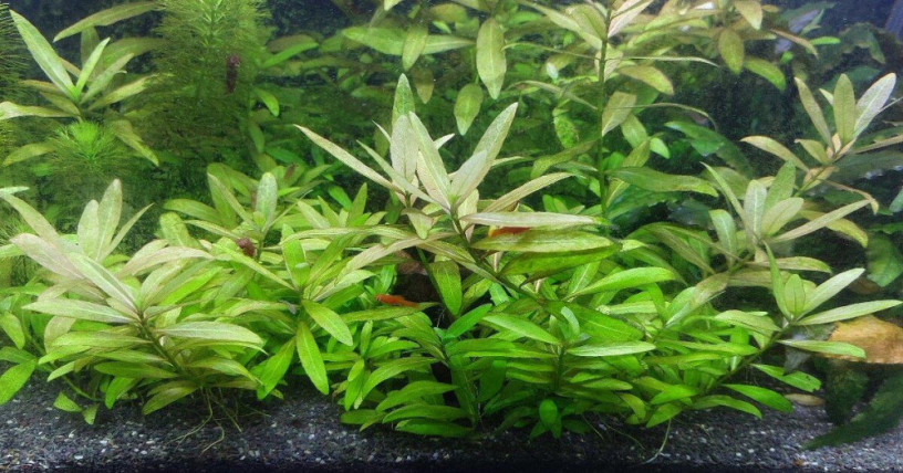 hygrophila-polysperma-10ks-za-3eur-big-0