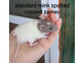 potkaniky-z-chs-small-1