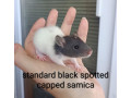 potkaniky-z-chs-small-2
