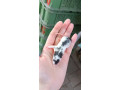 potkaniky-z-chs-small-4