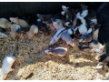 potkany-mastomysi-skrecky-syrske-morcata-small-0