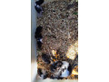 potkany-mastomysi-skrecky-syrske-morcata-small-2