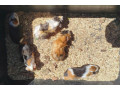 potkany-mastomysi-skrecky-syrske-morcata-small-3
