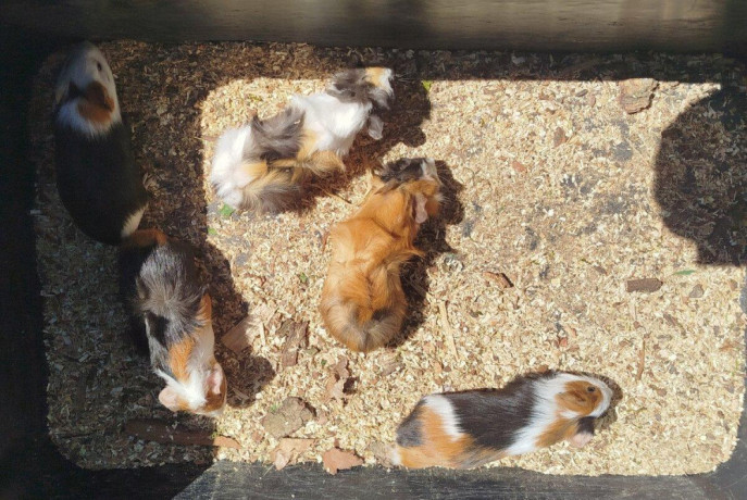 potkany-mastomysi-skrecky-syrske-morcata-big-3