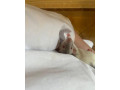 darujem-potkana-do-dobrych-ruk-small-1