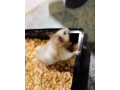 skrecok-s-klientkou-small-3