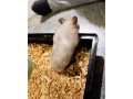 skrecok-s-klientkou-small-4
