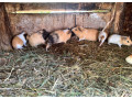 morske-prasiatka-small-4
