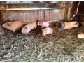 morske-prasiatka-small-3
