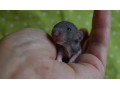 potkaniky-s-rodokmenom-small-0