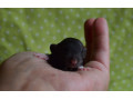 potkaniky-s-rodokmenom-small-3