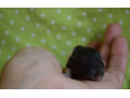 potkaniky-s-rodokmenom-small-1