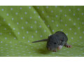 potkaniky-s-rodokmenom-small-4