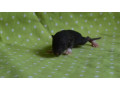 potkaniky-s-rodokmenom-small-2