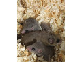 plch-africky-small-2