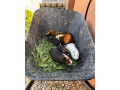 morske-prasiatka-morca-small-2