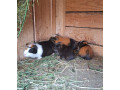 morske-prasiatka-morca-small-1