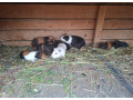 morske-prasiatka-morca-small-3