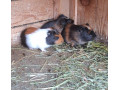 morske-prasiatka-morca-small-0