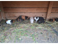 morske-prasiatka-morca-small-4