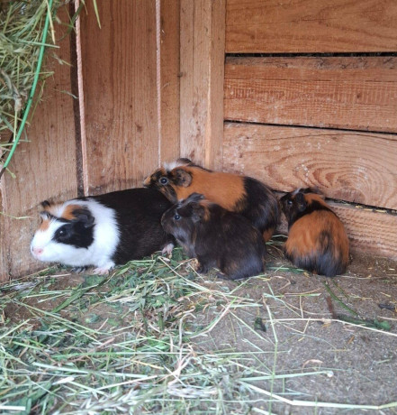morske-prasiatka-morca-big-1