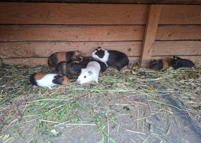 morske-prasiatka-morca-big-3