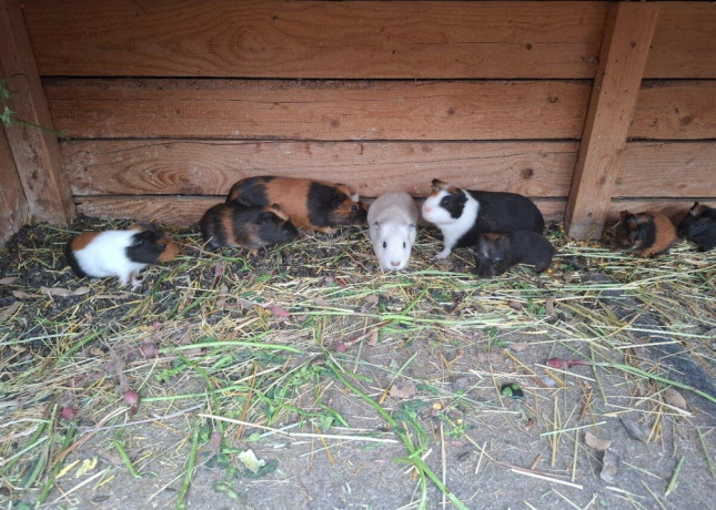 morske-prasiatka-morca-big-4
