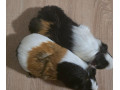 morcata-small-2