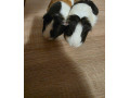 morcata-small-0