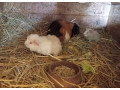 morcata-small-1