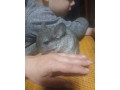 cincilky-small-3