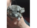 cincilky-small-2