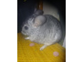 cincilky-small-0