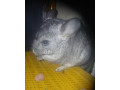 cincilky-small-1
