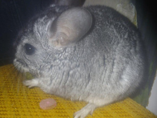 cincilky