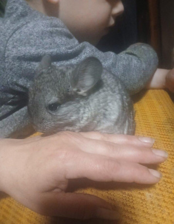 cincilky-big-3