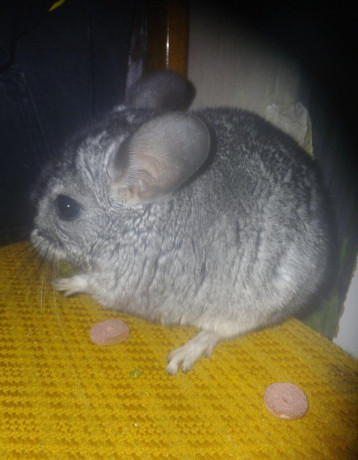 cincilky-big-0